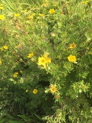Hypericum kalmianum
