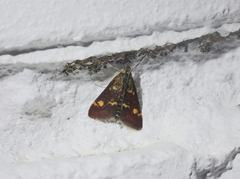 Pyrausta ostrinalis