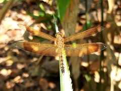 Neurothemis terminata