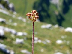 Androsace chamaejasme