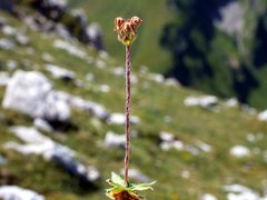 Androsace chamaejasme