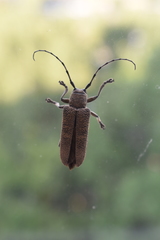 Saperda carcharias