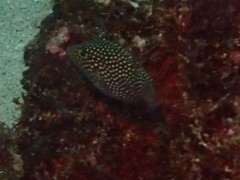 Canthigaster punctatissima