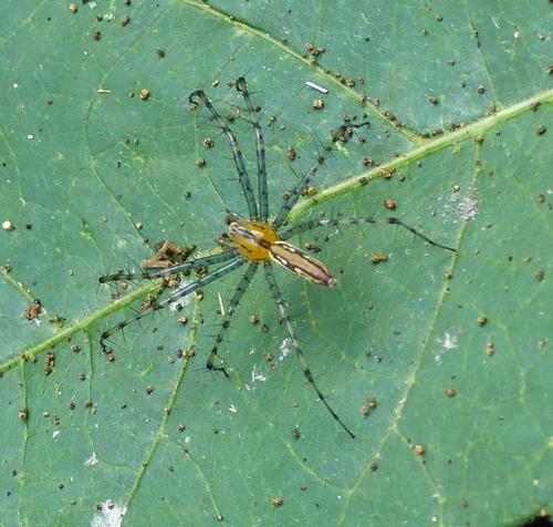Peucetia rubrolineata