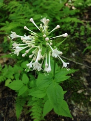 Valeriana pauciflora