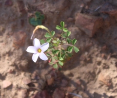 Oxalis ebracteata