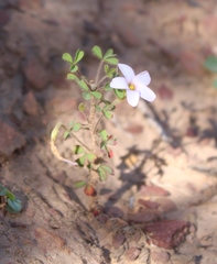 Oxalis ebracteata