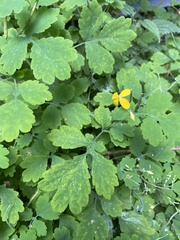 Chelidonium majus