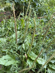 Plantago major