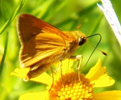 Polites themistocles