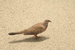 Streptopelia chinensis