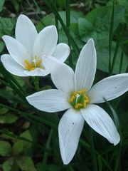 Zephyranthes candida