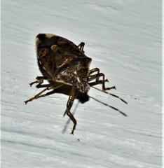 Podisus serieventris