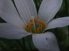 Zephyranthes candida