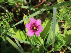 Diascia diffusa