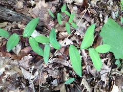 Uvularia perfoliata