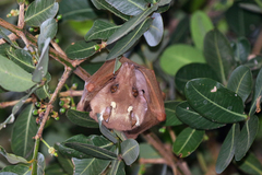 Epomophorus crypturus