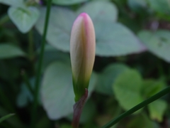 Zephyranthes candida