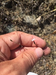 Lessingia micradenia micradenia