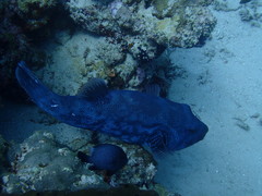 Arothron caeruleopunctatus