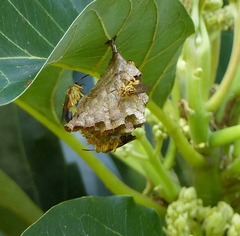 Mischocyttarus cerberus