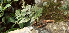 Davallia trichomanoides