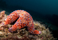 Asterodiscides truncatus