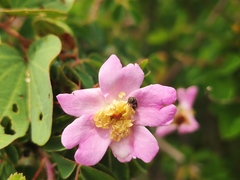 Rosa omeiensis