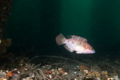 Oxycheilinus bimaculatus