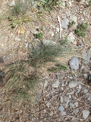 Festuca valesiaca