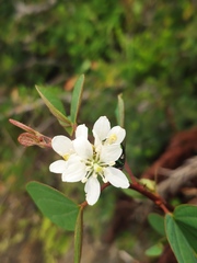 Bauhinia brachycarpa