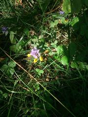 Melampyrum nemorosum