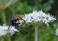 Dolichovespula saxonica