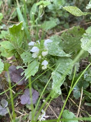 Lamium album