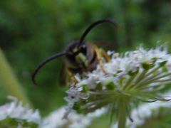 Dolichovespula saxonica