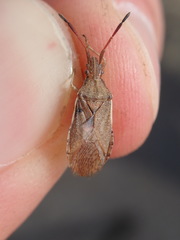 Ceraleptus lividus