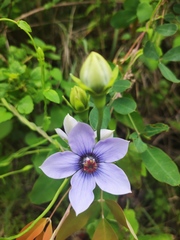 Pseudocodon convolvulaceus