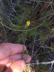 Erigeron reductus angustatus