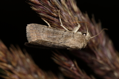 Hoplodrina blanda