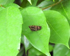 Flos fulgida singhapura