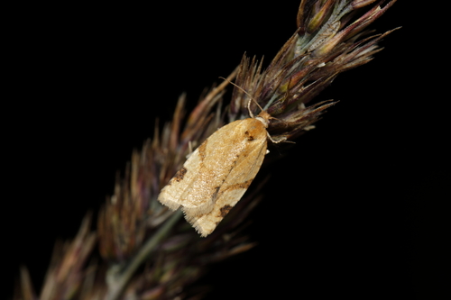 Small Straw Twist, photo 5 of 7