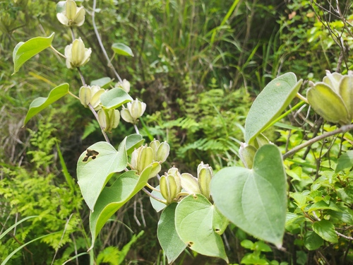 Dioscorea subcalva