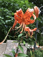 Lilium lancifolium