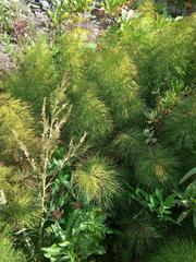 Equisetum sylvaticum