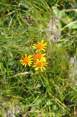 Jacobaea abrotanifolia