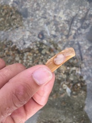 Pentamera pulcherrima