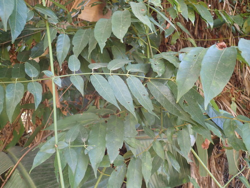 Image of Keetia gueinzii by (c) Mahomed Desai, some rights reserved (CC BY)
