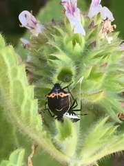 Cosmopepla conspicillaris