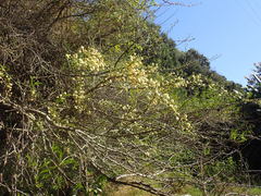 Vachellia robusta clavigera
