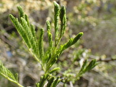 Vachellia robusta clavigera